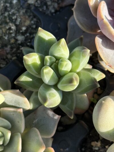 Pachyphytum compactum Purple Diamond - Зображення 2