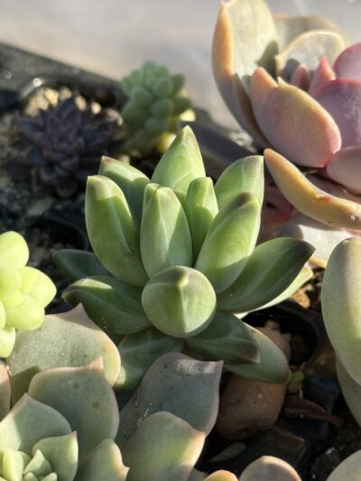 Pachyphytum compactum Purple Diamond - Зображення 3