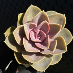 Echeveria Perle von Nirnberg