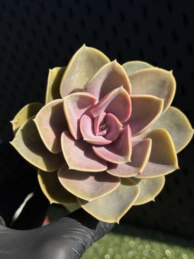 Echeveria Perle von Nirnberg