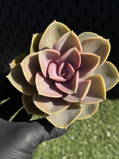 Echeveria Perle von Nirnberg - Зображення 3