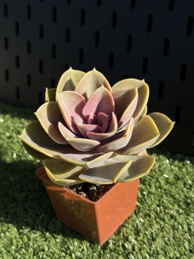 Echeveria Perle von Nirnberg - Зображення 2