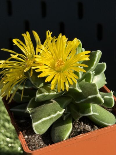 Faucaria Bosscheana - Зображення 5