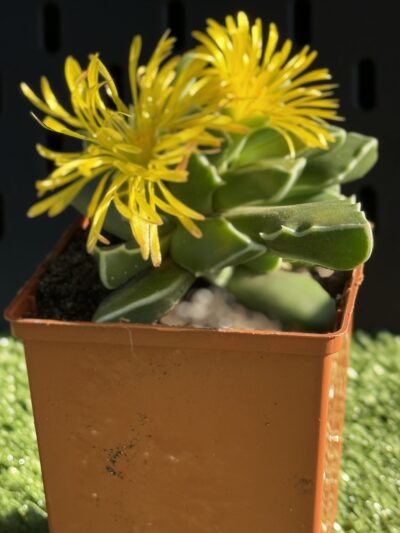 Faucaria Bosscheana - Зображення 2
