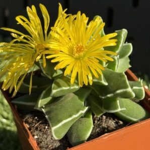 Faucaria Bosscheana