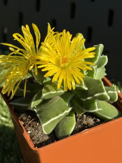 Faucaria Bosscheana