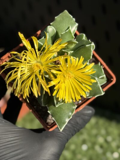 Faucaria Bosscheana - Зображення 3