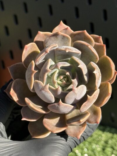 Echeveria Brown Olive - Зображення 2