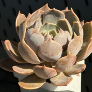 Echeveria Brown Olive