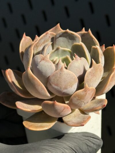 Echeveria Brown Olive