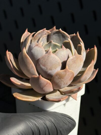 Echeveria Brown Olive - Зображення 3