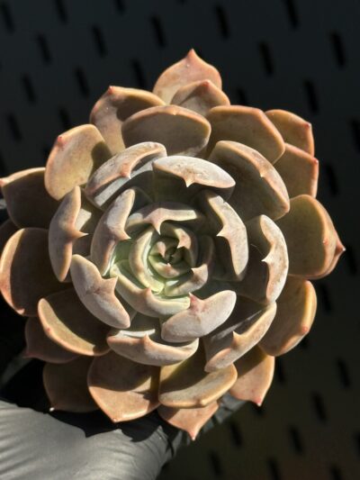 Echeveria Brown Olive - Зображення 5