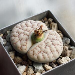 Lithops gracilidelineata v.waldroniae C189