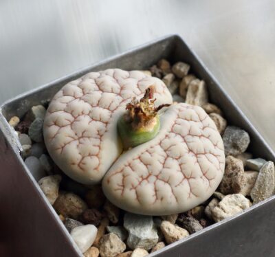 Lithops gracilidelineata v.waldroniae C189