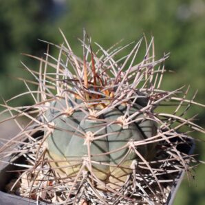 Gymnocalycium cardenasianum