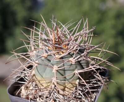 Gymnocalycium cardenasianum
