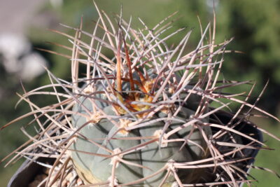 Gymnocalycium cardenasianum - Зображення 2