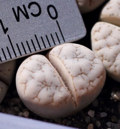 Lithops gracilidelineata v.waldroniae C189 - Зображення 2