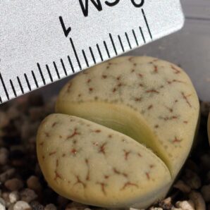 Lithops gracilidelineata ssp. brandbergensis C383