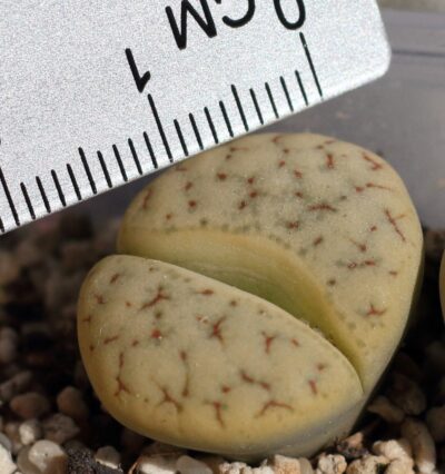 Lithops gracilidelineata ssp. brandbergensis C383
