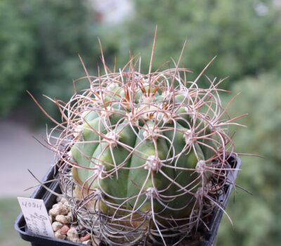 Gymnocalycium acorrugatum HV 289