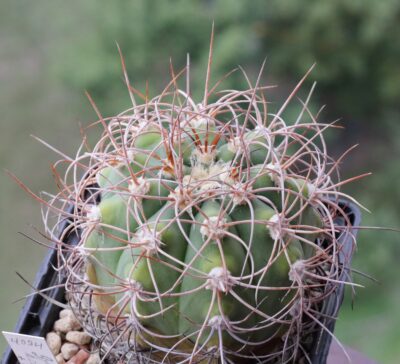 Gymnocalycium acorrugatum HV 289 - Зображення 2