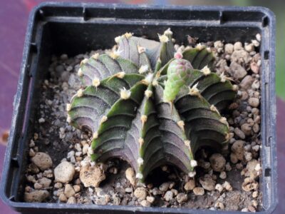 Gymnocalycium friedrichii LB 2178 Aqua Dulce