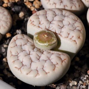Lithops gracilidelineata v.waldroniae C189