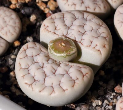 Lithops gracilidelineata v.waldroniae C189