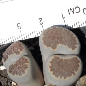 Lithops salicola C320