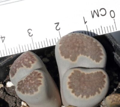 Lithops salicola C320
