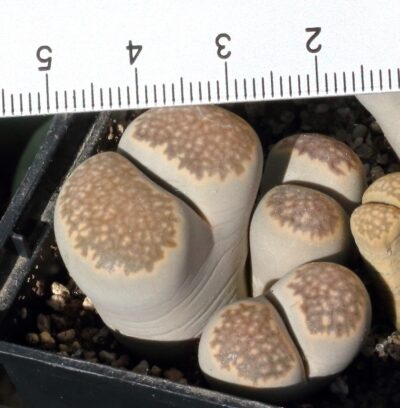 Lithops salicola