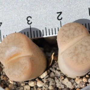 Lithops pseudotruncatella ssp. volkii С069