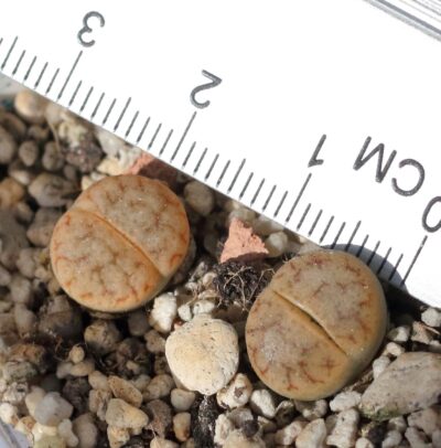gracilidelineata ssp. brandbergensis С383 - Зображення 2