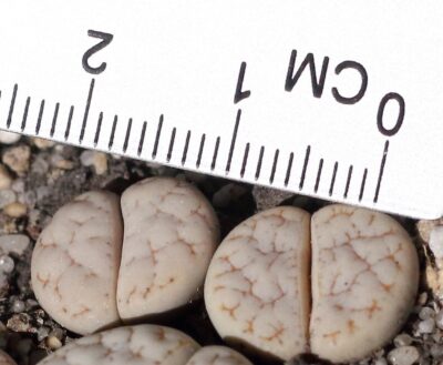 Lithops gracilidelineata v.waldroniae C189 - Зображення 2
