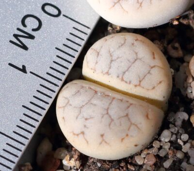 Lithops gracilidelineata v.waldroniae C189 - Зображення 2