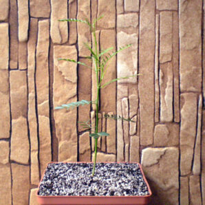 Inga pyriformis №2