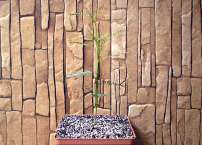 Inga pyriformis №2