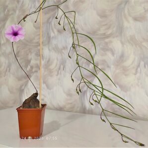 ipomoea-sp-violet-flower-tanzania