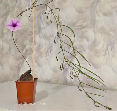 ipomoea-sp-violet-flower-tanzania