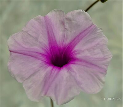 ipomoea-sp-violet-flower-tanzania - Зображення 2