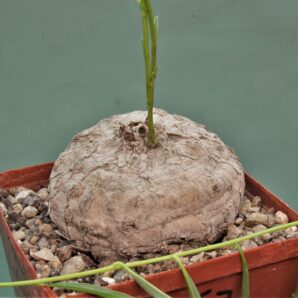 ipomoea-welwichi