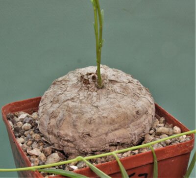 ipomoea-welwichi