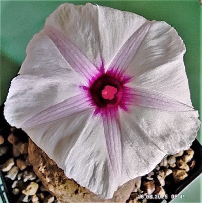 ipomoea-welwichi - Зображення 2