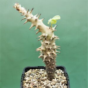 jatropha-fissispina-rm-343