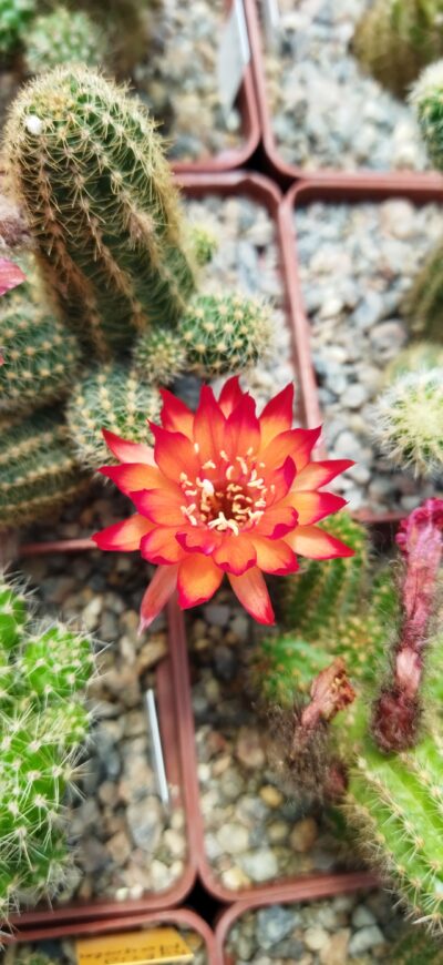 Chamaecereus hybrid Lincoln Firecracker - Зображення 3