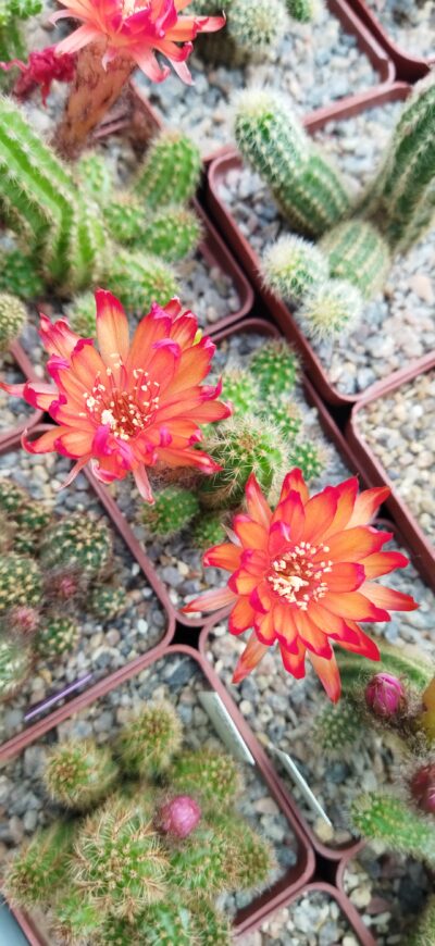 Chamaecereus hybrid Lincoln Firecracker - Зображення 4