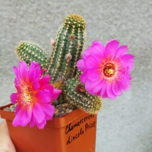 Chamaecereus hybrid Lincoln Prize