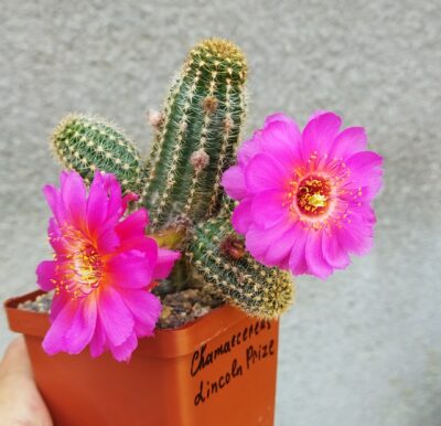 Chamaecereus hybrid Lincoln Prize