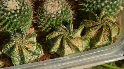 Mammillaria hahniana woodsii 26 рослин - Зображення 3
